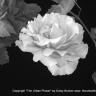 Silver Rose Floating